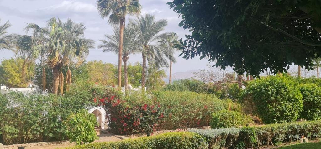 Grace House Domina Coral Bay Lejlighed Sharm el-Sheikh Eksteriør billede